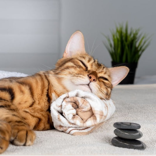 Relieving Pet Stress - Higooga