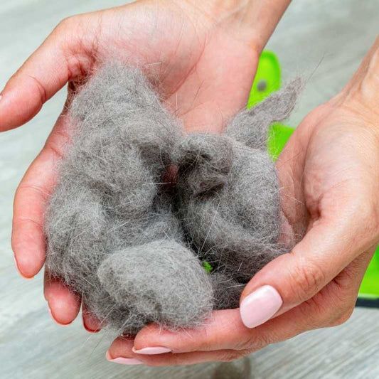 Effective Ways To Reduce Shed Cat Hairs In Your Home Space - Higooga