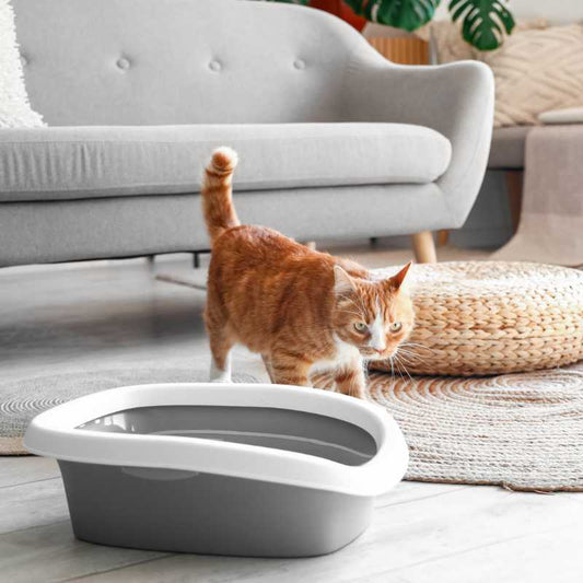 A Comprehensive Guide to Choosing the Best Cat Litter - Higooga