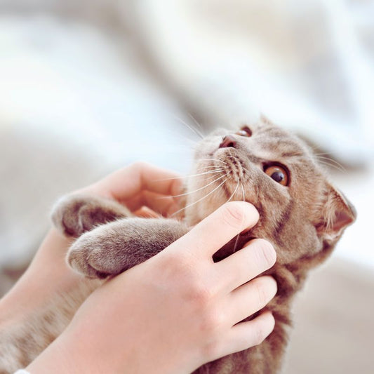 A Guide to Cat Adoption: Key Considerations for Prospective Cat Parents - Higooga