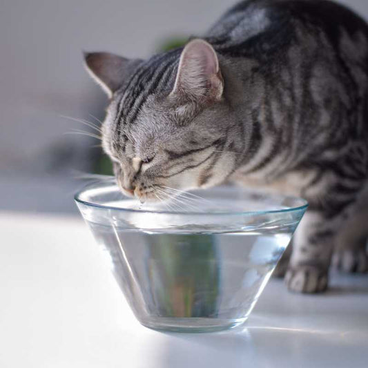 Keeping Your Cat Comfortable in the Summer Heat | Higooga Blog
