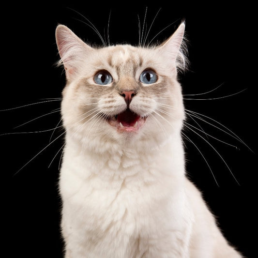 How to tell if your cat is really happy - Higooga