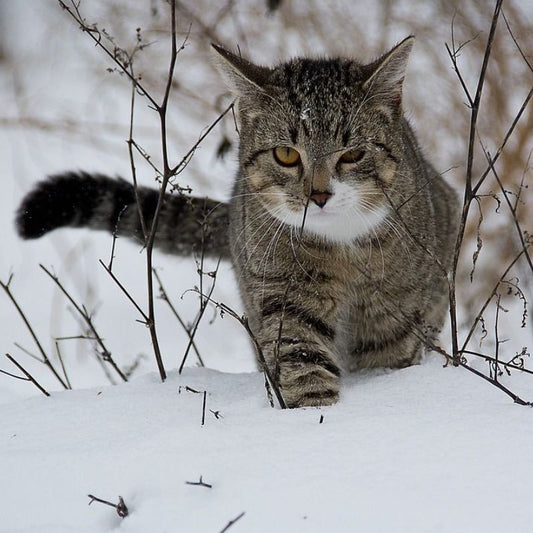 Keep Your Cat Cozy: Essential Winter Warmth Tips - Higooga