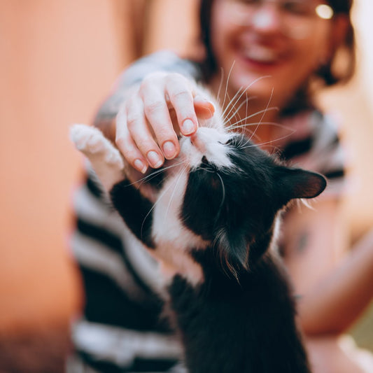 Playtime and Enrichment: Keeping Cats Happy and Stimulated - Higooga