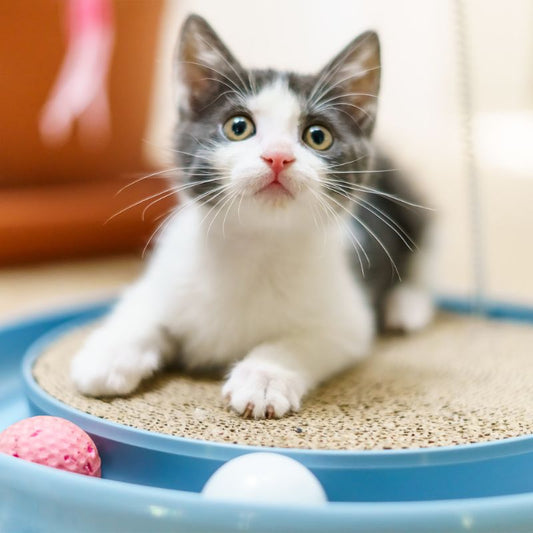 Preparing Your Home for Your New Cat: A guide for cat owners who are getting ready to welcome a furry friend - Higooga