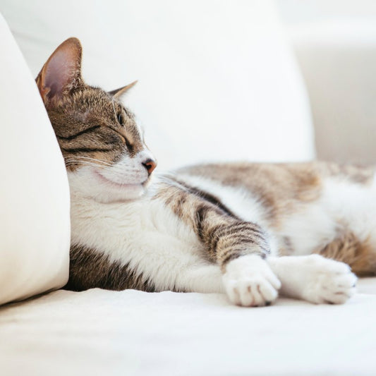 Unleashing Purr-plexing Secrets: Fun Facts About Cats Every Owner Should Know - Higooga