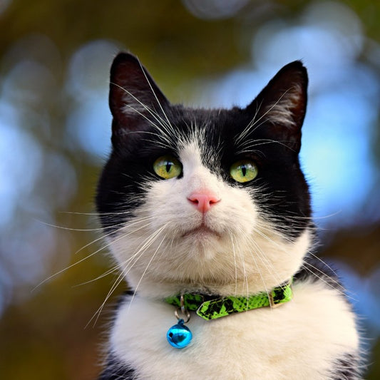 Why Do Cats Have Whiskers? - Higooga
