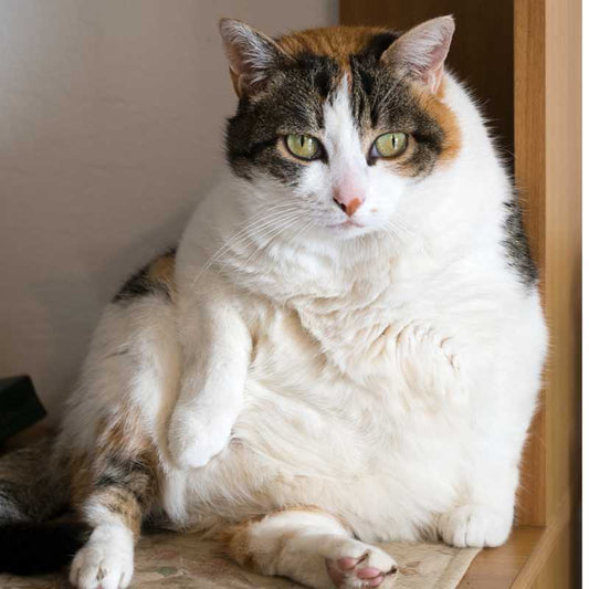 Why Fat Cats Aren't Always Cute: Health Risks Explained - Higooga