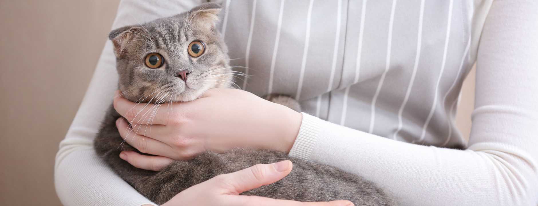 Person holding a gray kitten with a light background