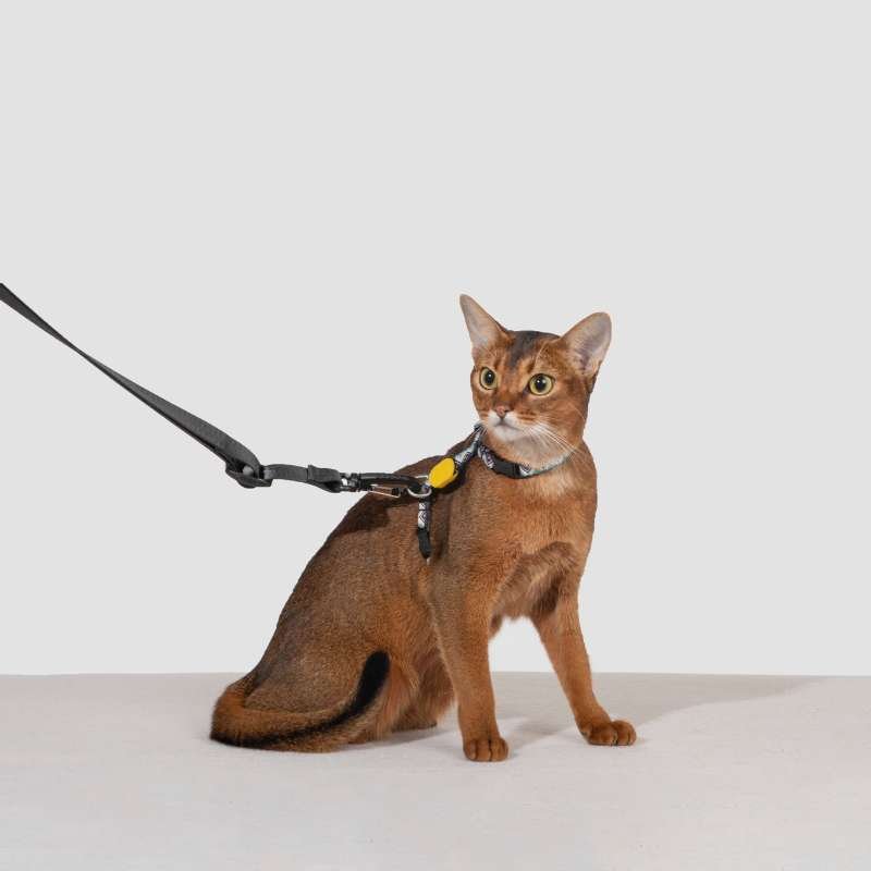 HiDREAM Convertible Pet Travel Bag & Sofa Bed | Higooga