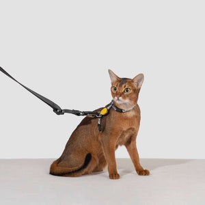 HiDREAM Convertible Pet Travel Bag & Sofa Bed | Higooga