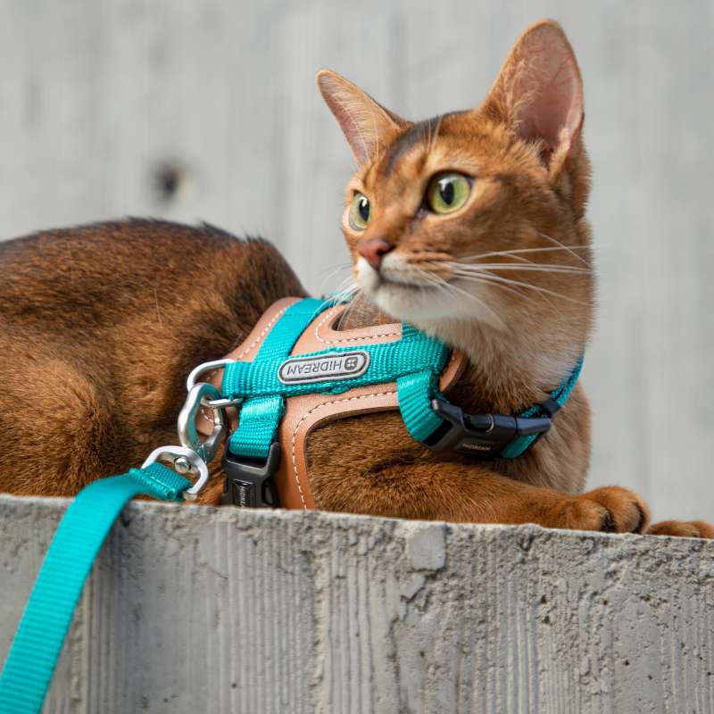 HiDREAM Extra Safe Adventure Harness & Leash | Higooga