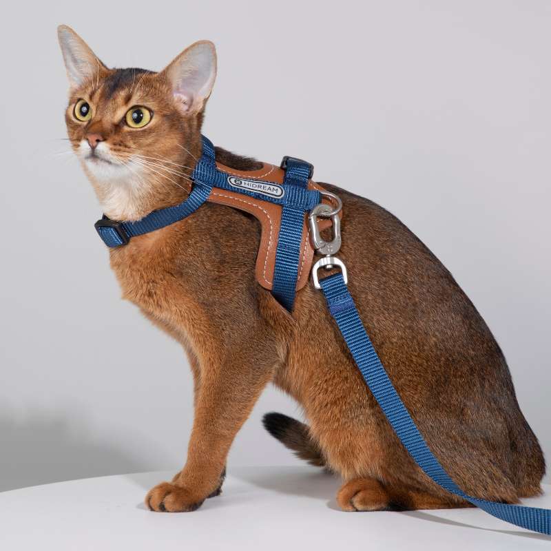 HiDREAM Extra Safe Adventure Harness & Leash | Higooga