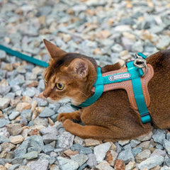 HiDREAM Extra Safe Adventure Harness & Leash | Higooga