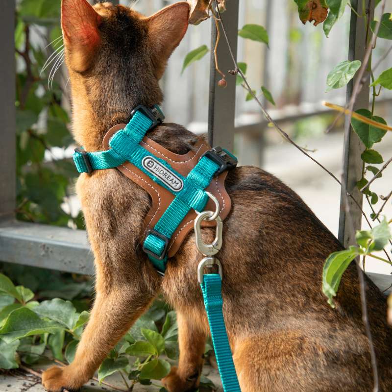 HiDREAM Extra Safe Adventure Harness & Leash | Higooga