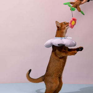 HiDREAM Flower Recovery Collar for Cats | Higooga