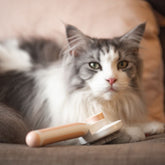 Easy Cleaning Pet Fur Comb - Pet Grooming - Higooga