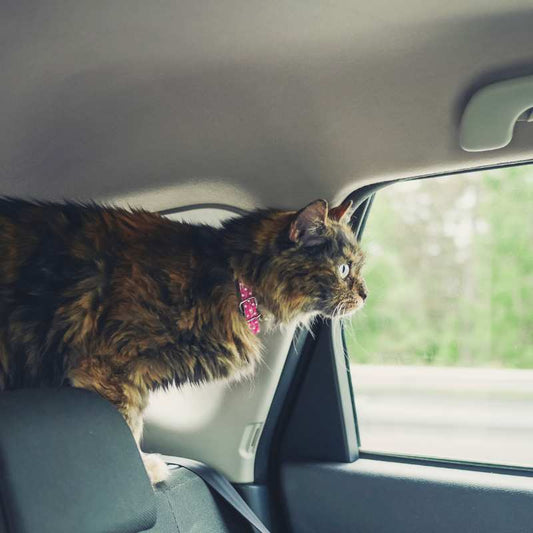 10 Pet Car Safety Tips for Stress-Free Road Trips with Cats and Dogs - Higooga