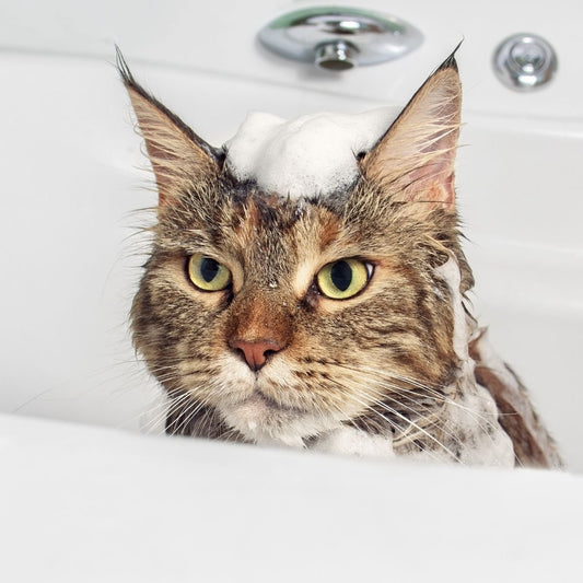 A smoother way of bathing your cats - Higooga