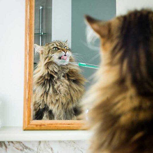 Dental problems with cats and how to avoid them - Higooga