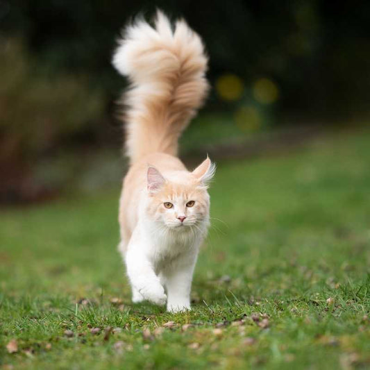 Understand Your Cat's Tail Language - Higooga