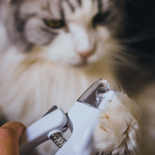 How to trim your cat's nails at home - Higooga
