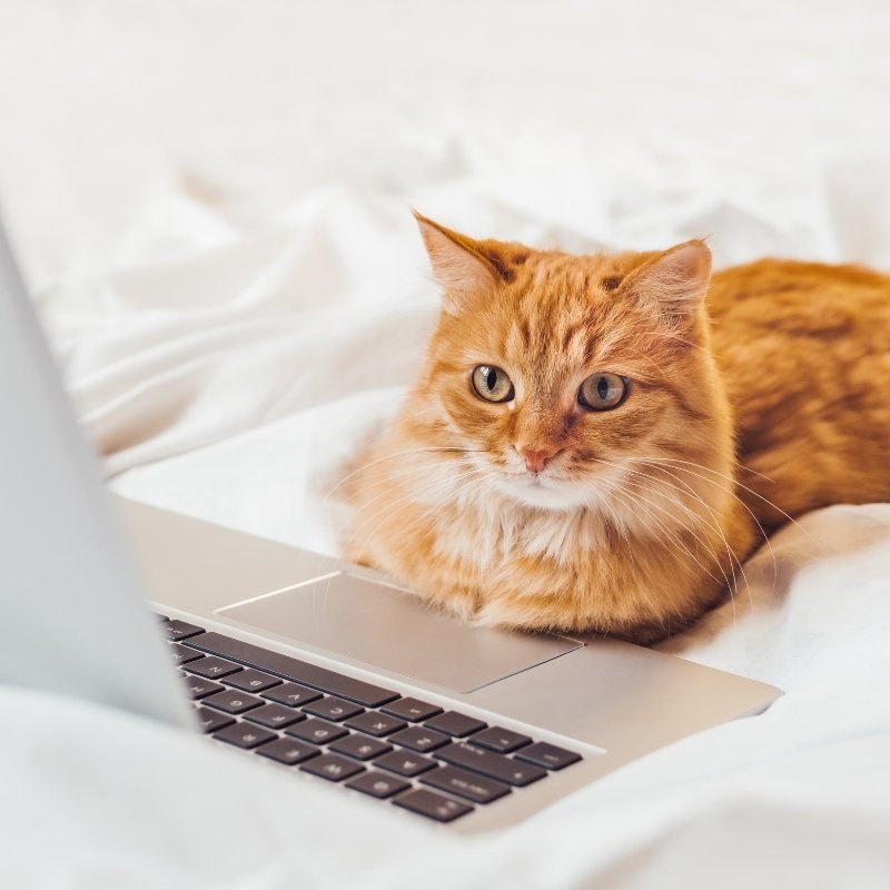 The 10 Most Intelligent Cat Breeds - Higooga