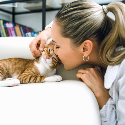 Bringing your first cat home - What you need to know - Higooga