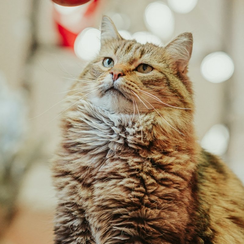5 Large House Cat Breeds That Will Make You Fall In Love - Higooga