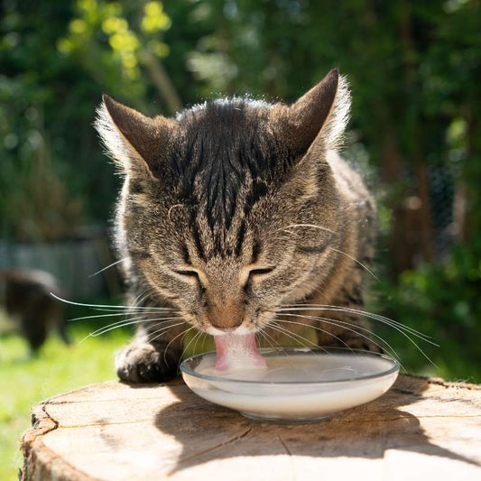 What can and can’t cats safely drink? - Higooga