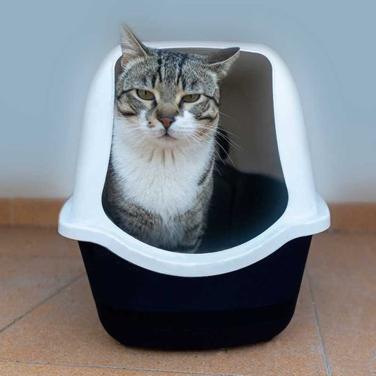 How To Choose The Best Litter Box For Your Cat - Higooga