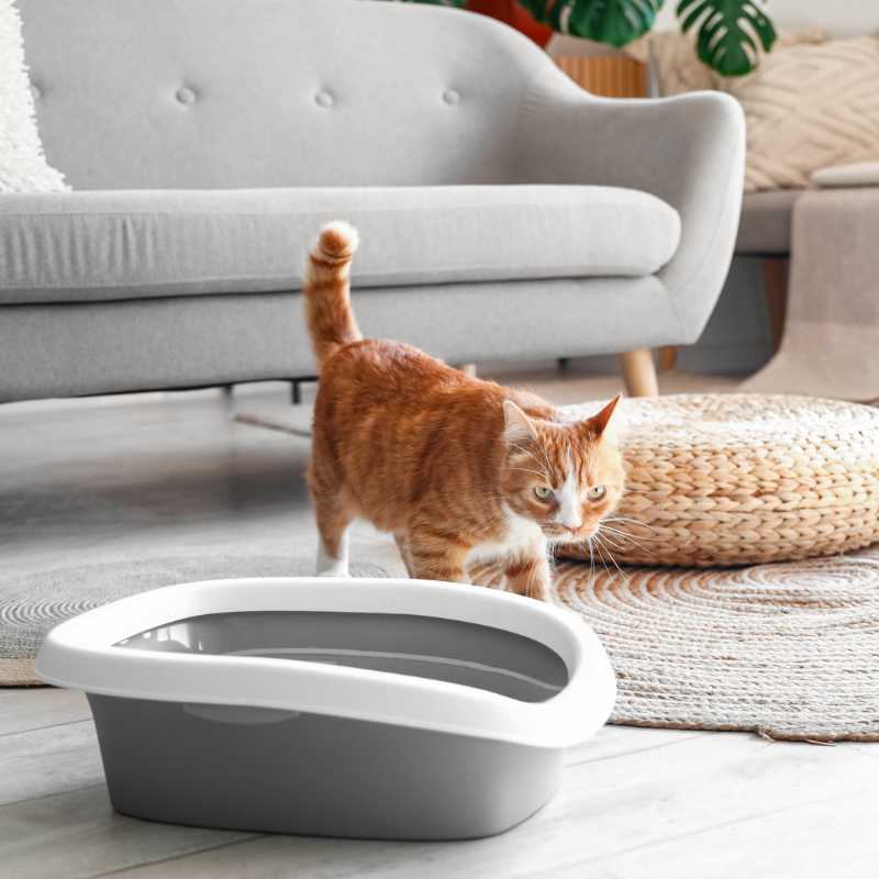 A Comprehensive Guide to Choosing the Best Cat Litter - Higooga