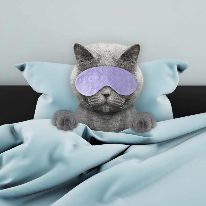 A Comprehensive Guide to Sleeping with Your Cat - Higooga