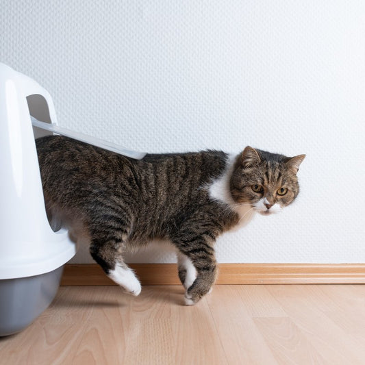 All About Automatic Cat Litter Boxes - Higooga
