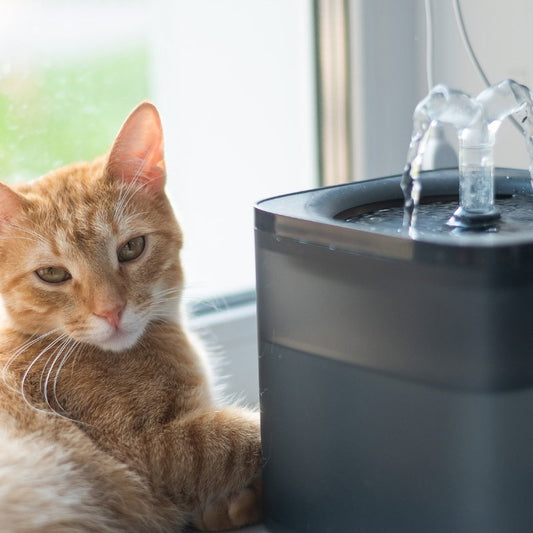 Automatic Pet Water Fountain: A Comprehensive Guide for Cat Owners - Higooga