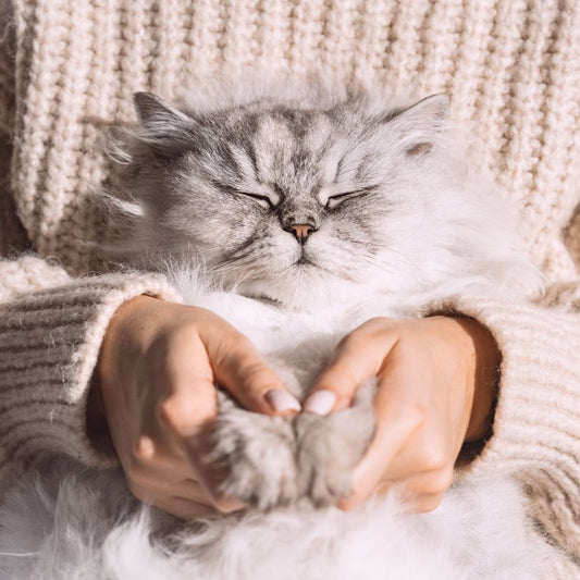 Basic Cat Care 101: A Guide for First Time Cat Owners - Higooga