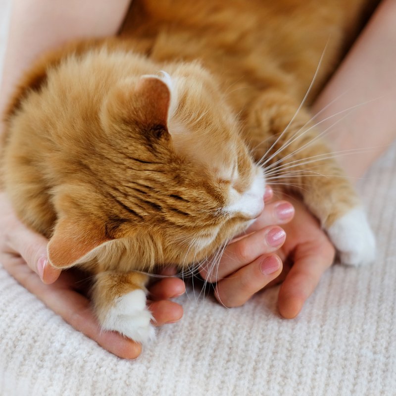Cat Adoption Procedures: What You Need to Know Before Bringing a Furry Friend Home - Higooga