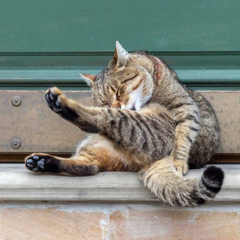 Cat Hairballs - Should You Be Concerned? - Higooga