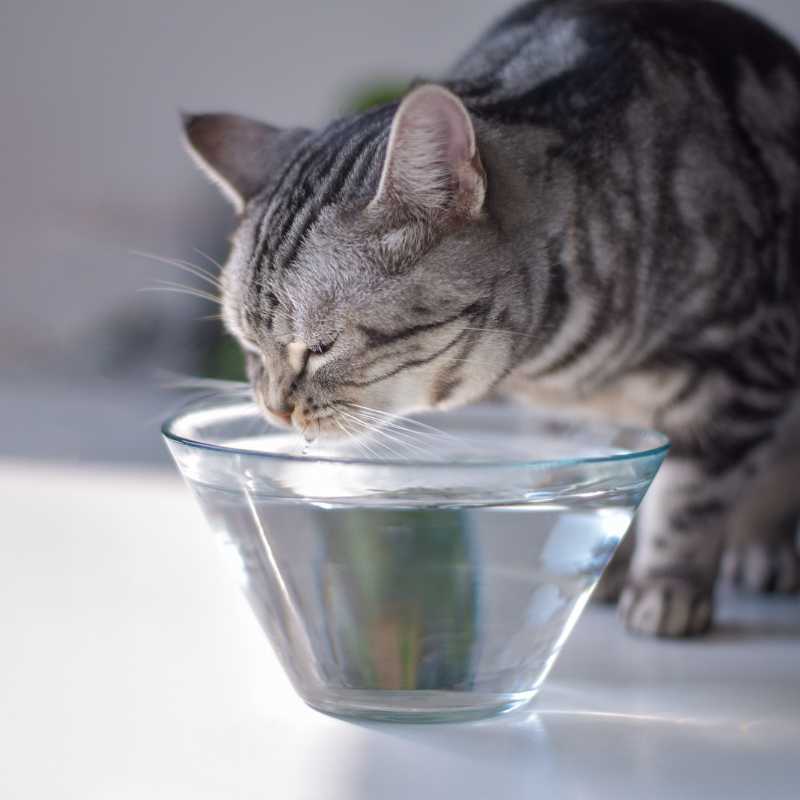 Cooling Solutions:  Keeping Your Cat Comfortable in the Summer Heat - Higooga