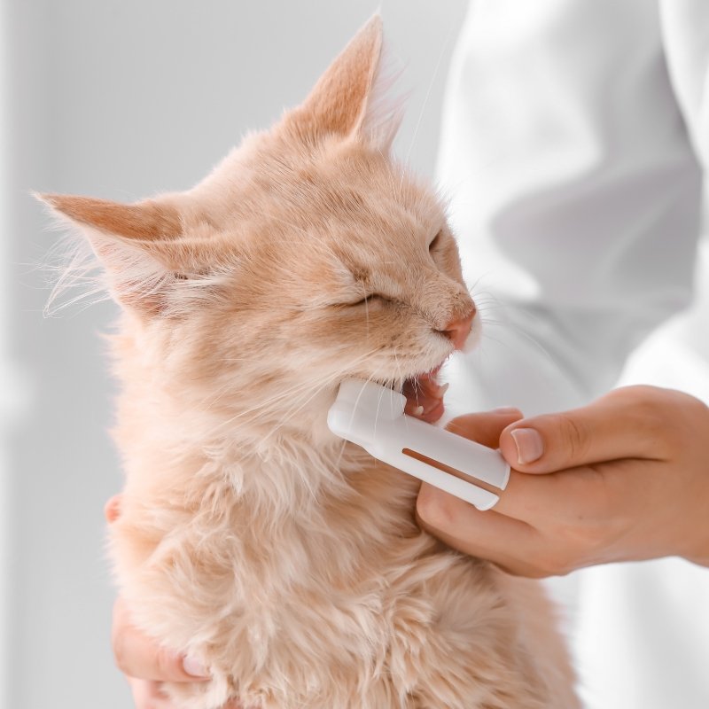 Do Cats Need Dental Care? - Higooga