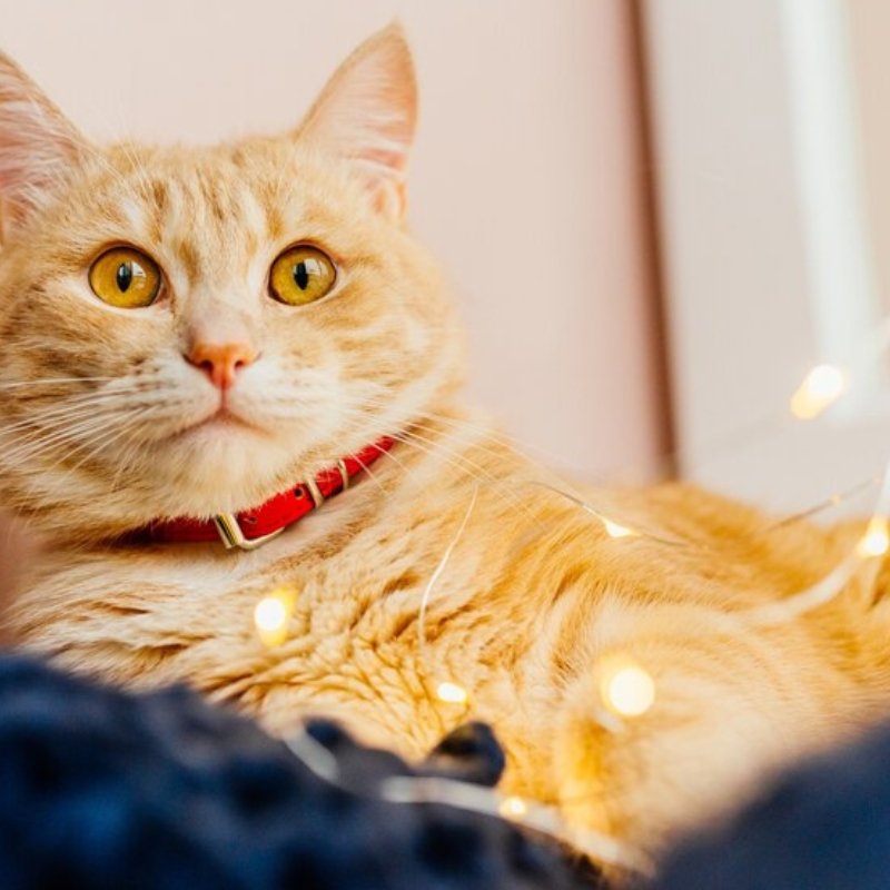 Effective Ways to Control Litter Box Odor - Higooga