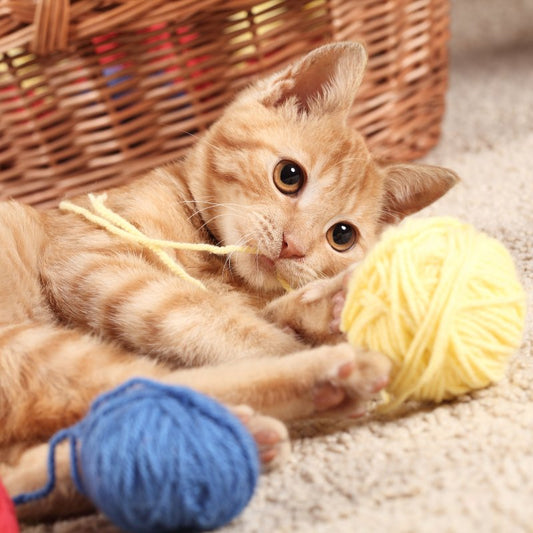 Enrichment and Play: A Guide for New Cat Owners - Higooga