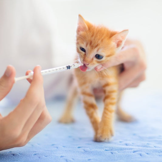Ensuring Your Cat's Health: A Guide to Regular Check-Ups, Vaccinations, and Preventive Care for New Cat Owners - Higooga