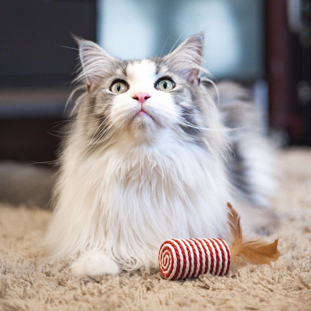 Essential Tips for First-Time Cat Owners: A Beginner's Guide - Higooga