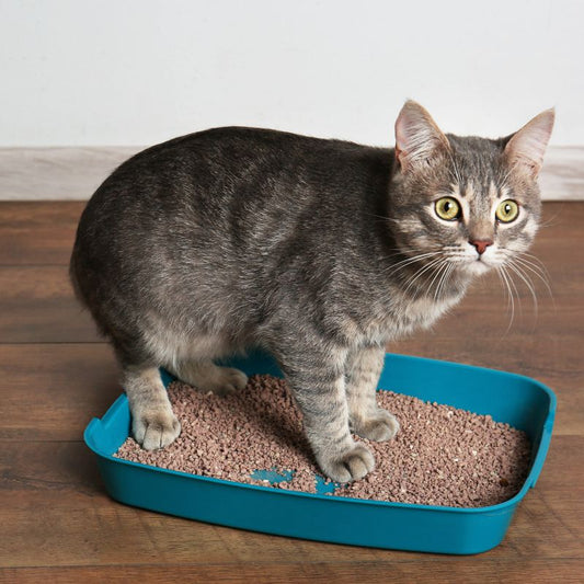 Everything You Need To Know About Cat Litter Boxes - Higooga