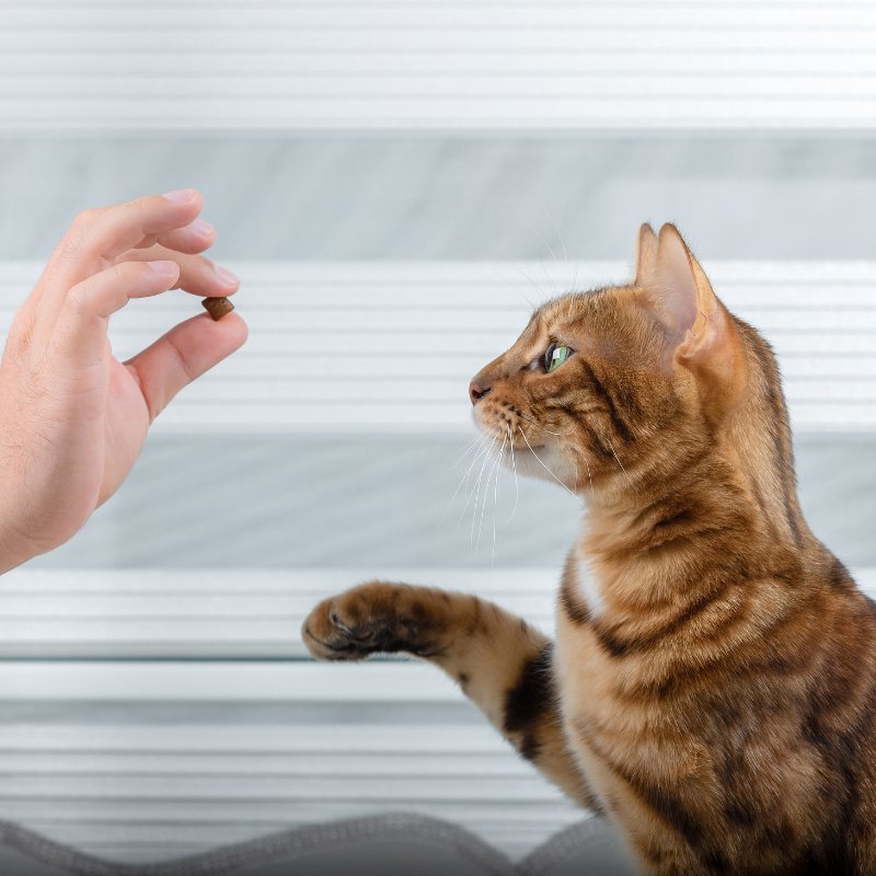 How to Train Your Cat to Be a Good Citizen - Higooga