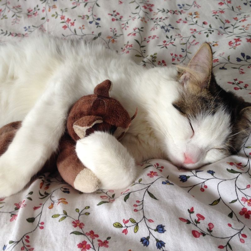 How to Welcome Your New Furry Friend: A Guide for New Cat Owners - Higooga