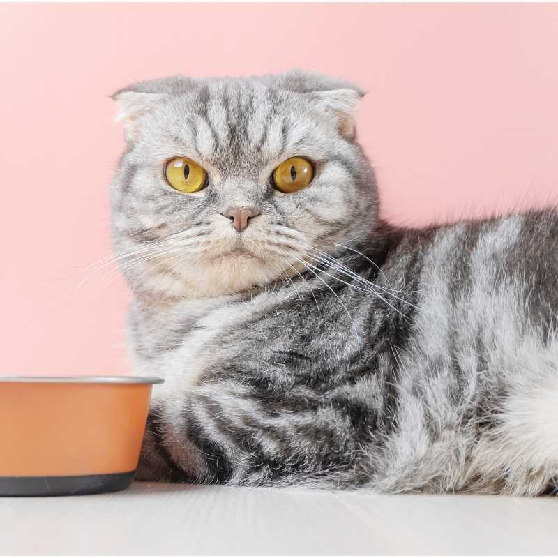 Human Foods That are Dangerous to Cats - Higooga