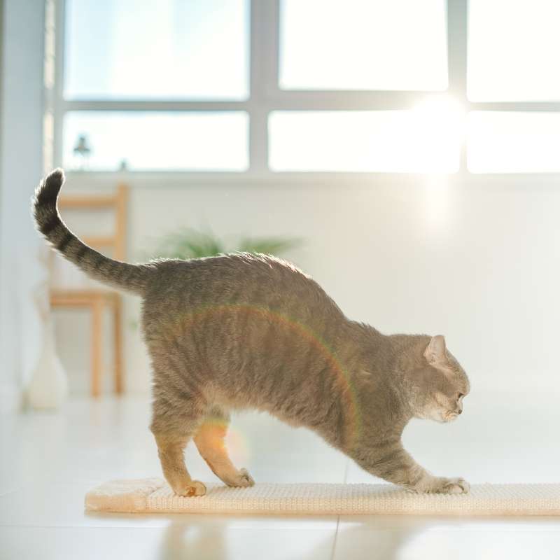 Keep Your Cat Fit: Essential Exercise Tips - Higooga