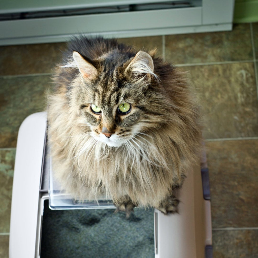 Mastering Cat Litter Box Maintenance: The Ultimate Guide for Happy Cats and Clean Homes - Higooga